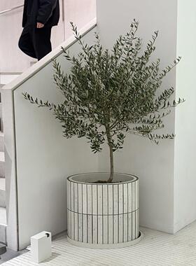 仿真橄榄树假树盆景室内装饰绿植商业空间软装高级仿生假植物摆件