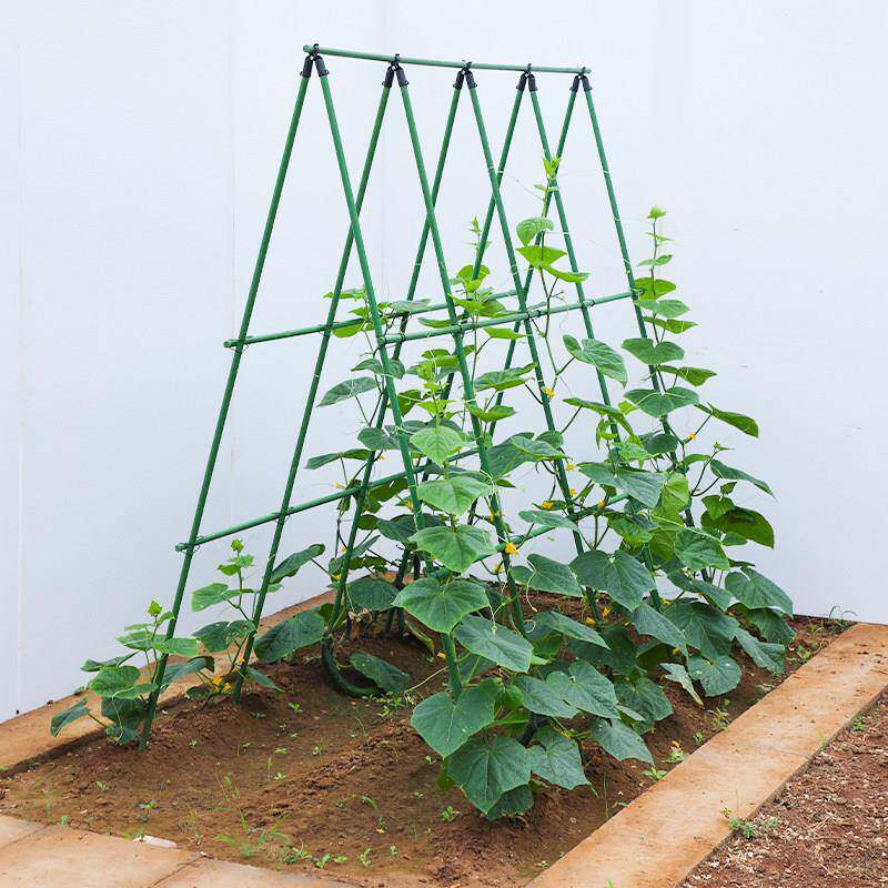 黄瓜爬藤架豆角架番茄支伸缩杆瓜果蔬菜搭棚架子植物专用包塑钢管