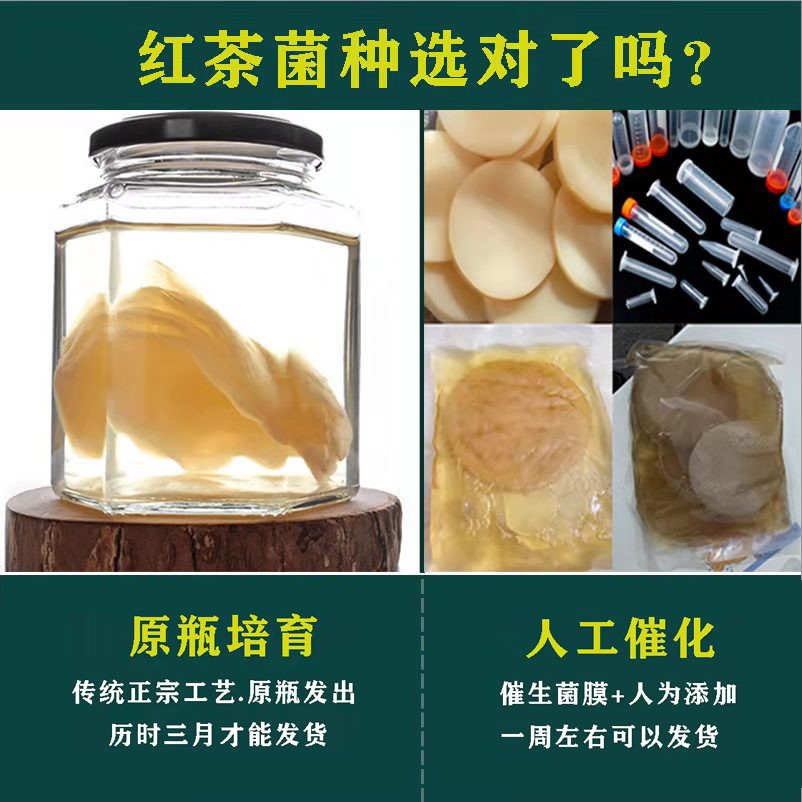 正宗红茶菌菌种传统原瓶老胃宝养胃护胃海宝菌母菌种醋蛾子康普茶