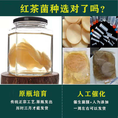 正宗红茶菌菌种传统原瓶老胃宝养胃护胃海宝菌母菌种醋蛾子康普茶