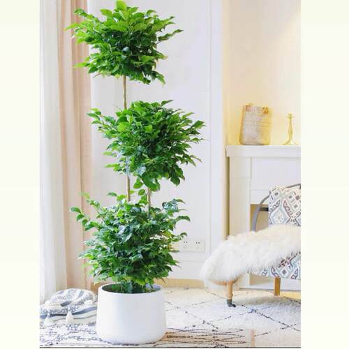 老桩三层幸福树盆栽绿植大型盆景室内净化空气好养易活绿宝植物