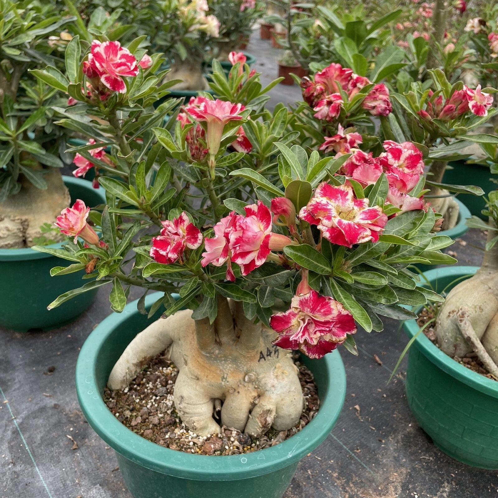 沙漠玫瑰重瓣老桩嫁接重瓣玫瑰带花苞耐旱十年大苗绿植花卉盆栽