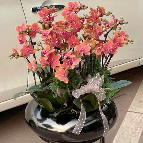 电镀40cm坛金属蝴蝶兰专用金色花盆大口径盆年宵盆抱抱桶福盆摆件