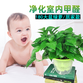 天津同城绿植大叶绿萝吊兰盆栽，植物花卉新房，办公室内甲醛净化空气