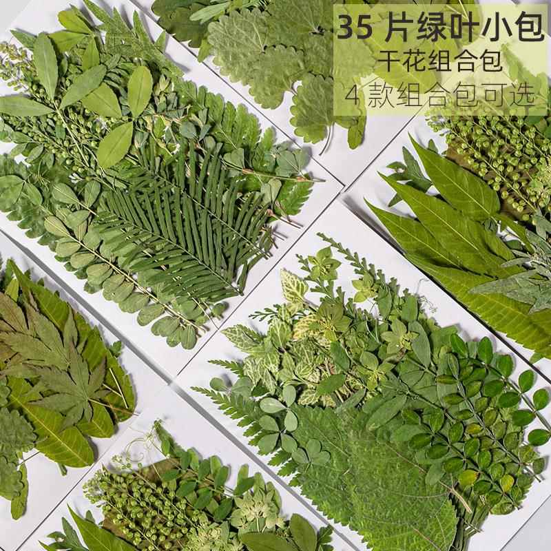 组合树叶植物标本天然干花压花DIY写真贴脸装饰幼儿园手工贴画图片