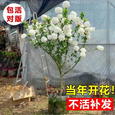 中华木本绣球树苗大花斗球白麻球苗庭院别墅耐寒盆栽风景树绣球花