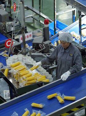 东北玉米深加工生产线糯玉米加工设备商用即食玉米加工生产线