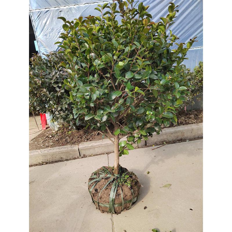 茶梅球独杆棒棒糖造型耐寒四季常青庭院别墅植物盆栽年宵花卉带花