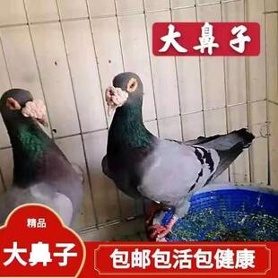 大鼻子观赏鸽开花大鼻子鸽子白大鼻子紫