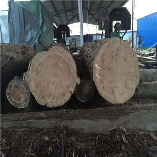 木板实木大直径原木松木落叶松原木打桩木天津厂家供应