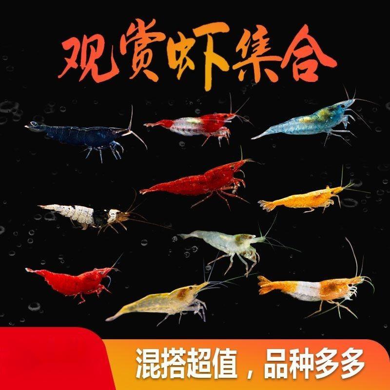 观赏虾套餐虾厂直发极火蓝丝绒黄米香吉士黑壳除藻淡水虾小虾包邮