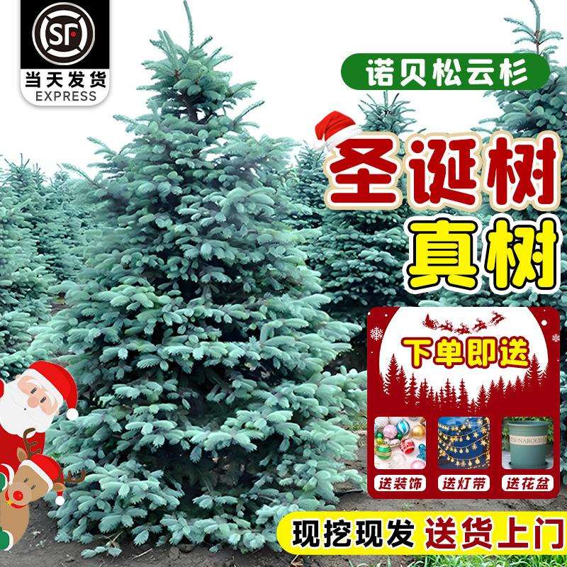 选品圣诞树真树诺贝松挪威云杉盆栽客厅装饰大小型新款美观圣诞节
