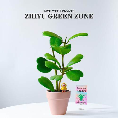 心叶球兰盆栽心型植物阳台桌面新手绿植办公室内懒人花卉创意礼物