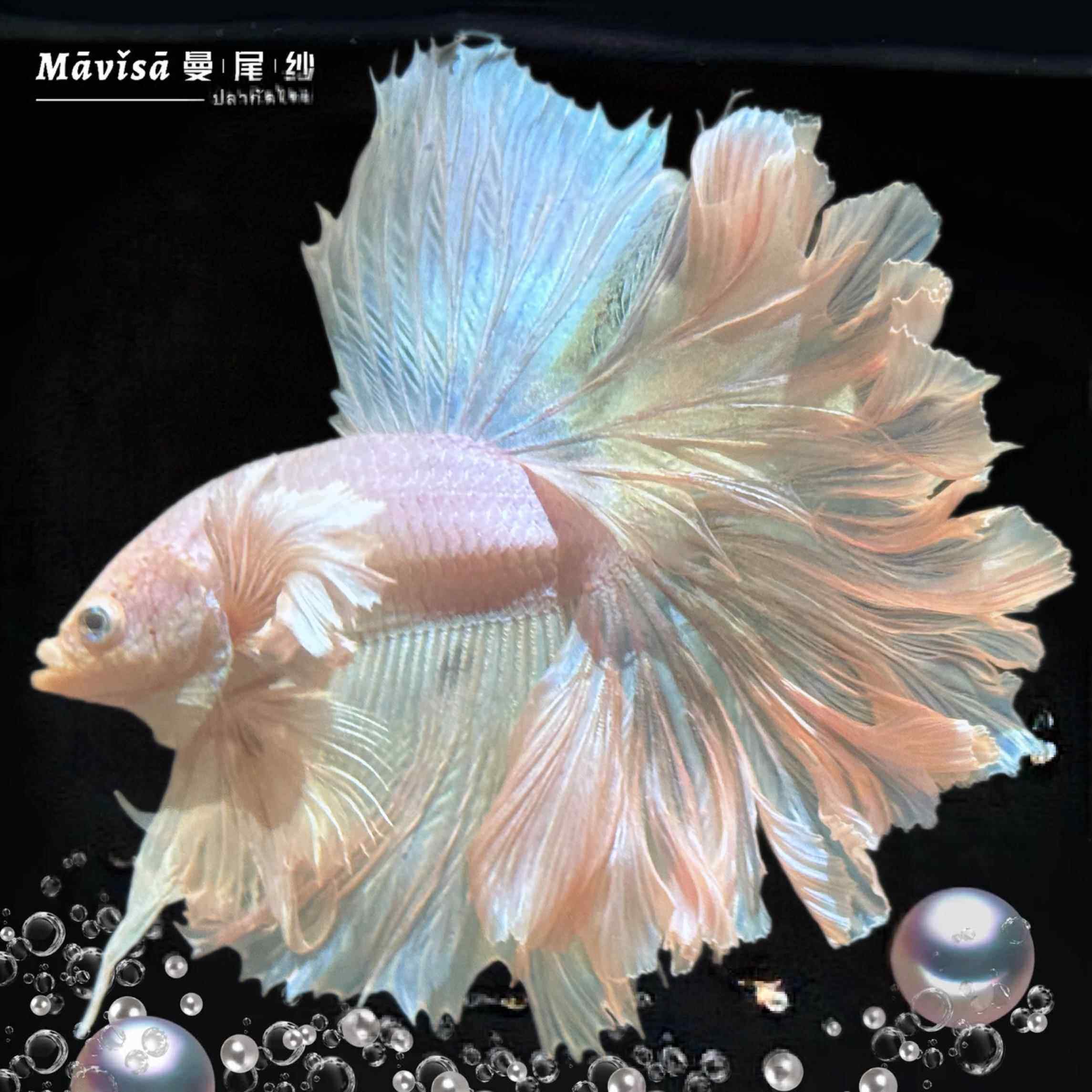 曼尾纱泰国斗鱼观赏金鱼苗活体一公一母繁殖小型鱼缸热带淡水宠物,宠物/宠物食品及用品,鱼,淘宝优惠券,粉丝福利购,淘宝优惠卷