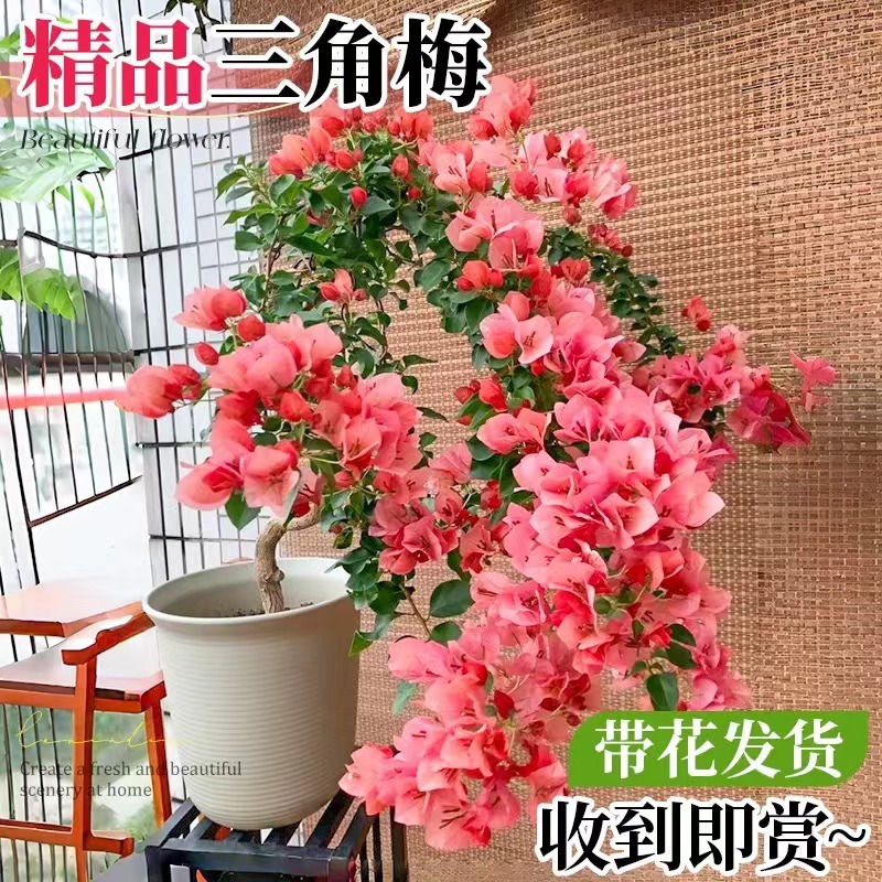 重瓣三角梅盆栽带花树苗飘枝室内阳台庭院老桩四季开花爬藤花卉