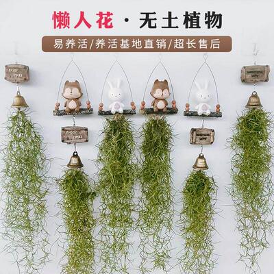 挂式创意空气凤梨老人须松萝组合办公室内挂墙懒人无土花卉绿植物