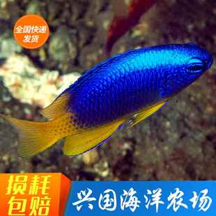 子弹魔 蓝魔 黄肚黄尾蓝魔闯缸新手海水鱼活体观赏鱼小丑快递包活