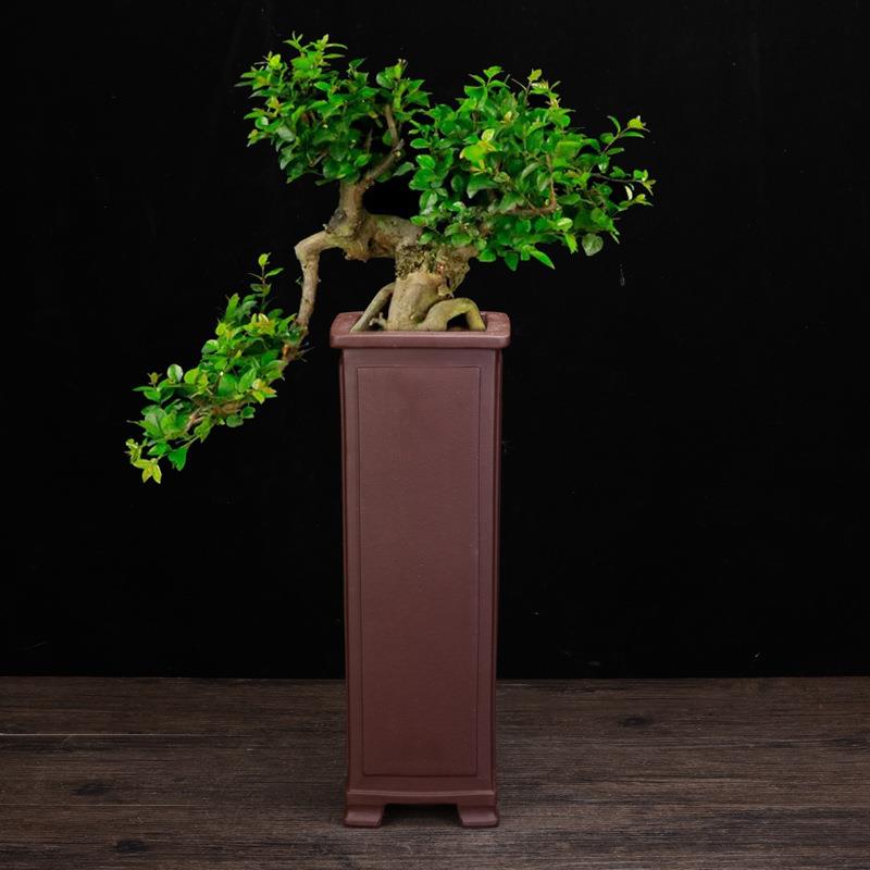 陶瓷紫砂兰花盆室内清雅花盆四方兰花盆兰花盆景花盆