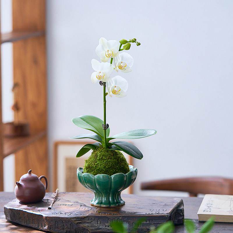 蝴蝶兰盆栽带花植物花卉室内客厅苔藓球特级兰花鲜花盆景四季好养