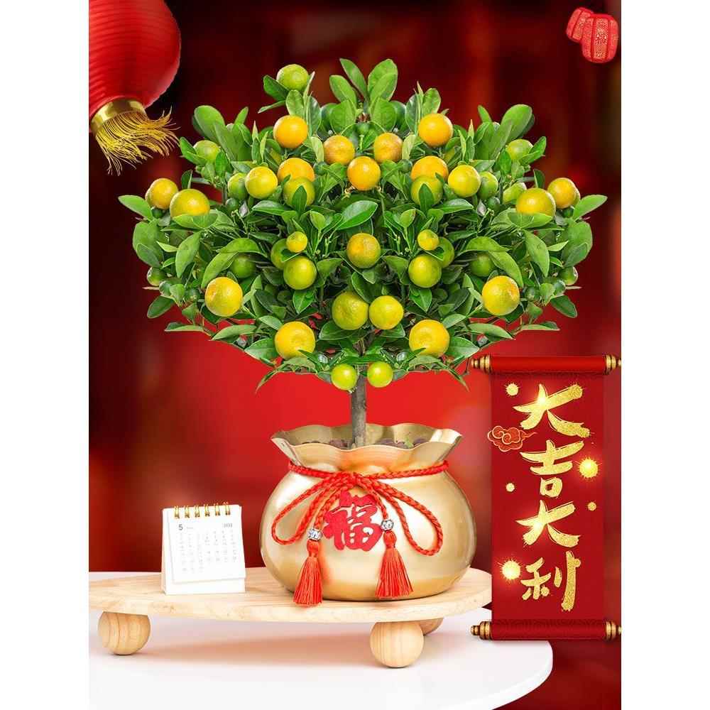 四季金桔树盆栽花卉植物室内花金橘子树带果阳台观赏年宵盆景好养