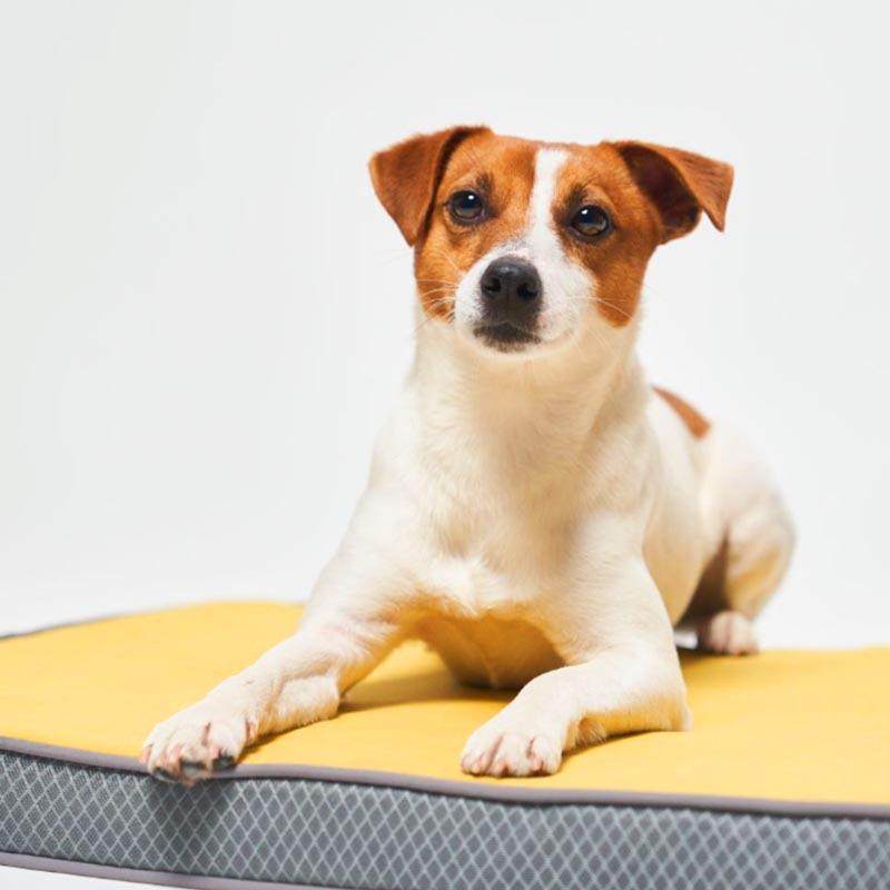 GiGwi贵为狗垫子3D立体睡觉四季用可拆洗耐咬防撕大中型犬狗床垫,宠物/宠物食品及用品,狗窝/屋/帐篷/沙发,淘宝优惠券,粉丝福利购,淘宝优惠卷