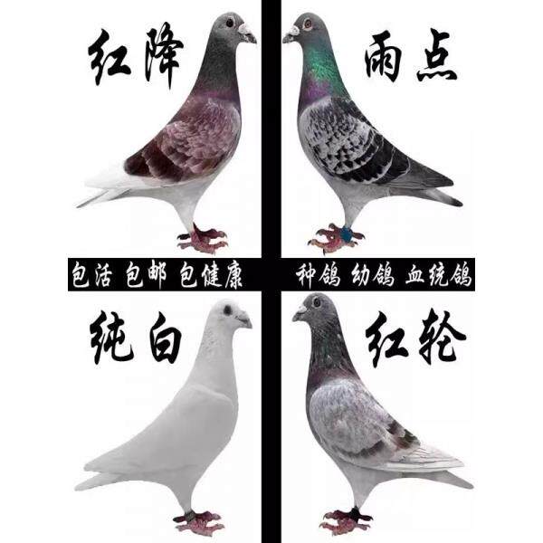 鸽子活体信鸽幼鸽天落鸟黑色信鸽鸟