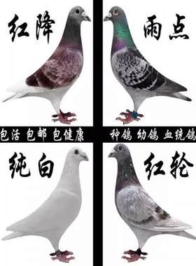 鸽子活体信鸽赛鸽天落鸟黑色信鸽火凤凰大红袍麒麟花纯白信鸽包邮
