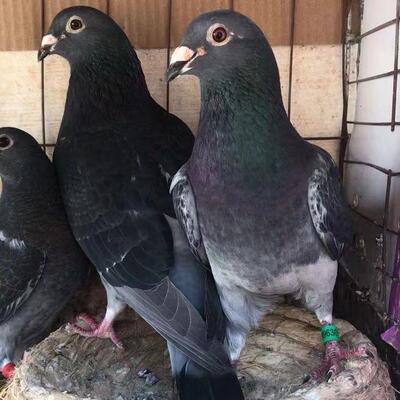 公棚鸽天落鸽子活体李鸟吴淞信鸽成绩鸽鸽吴淞活体赛鸽