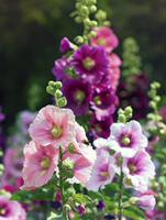 Cross-border bestsellers, 60 varieties of flowers, suitable for all four seasons, suitable for beginners, outdoor and home gardening, flower gardening thumbnail 2