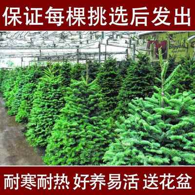 圣诞树真树家用大小型室内外盆栽活的圣诞树松树诺贝松圣