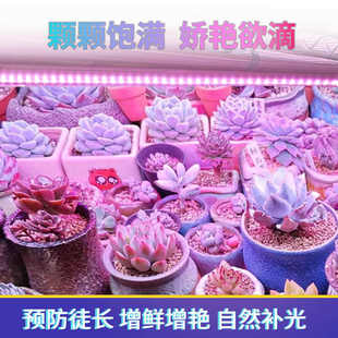 多肉补光灯上色增鲜防徒长仿太阳全光谱LED花卉盆景植物灯生长灯
