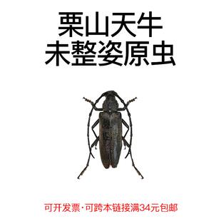 真昆虫未整姿栗山天牛标本原湿虫手工DIY造景材料微距科普教育