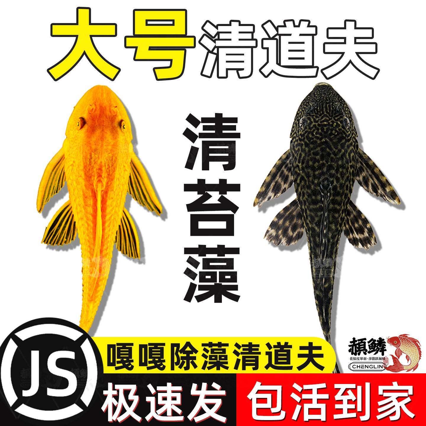 鱼缸清道夫清洁工除藻专吃屎垃圾粪便清理藻类残饵热带淡水观赏鱼