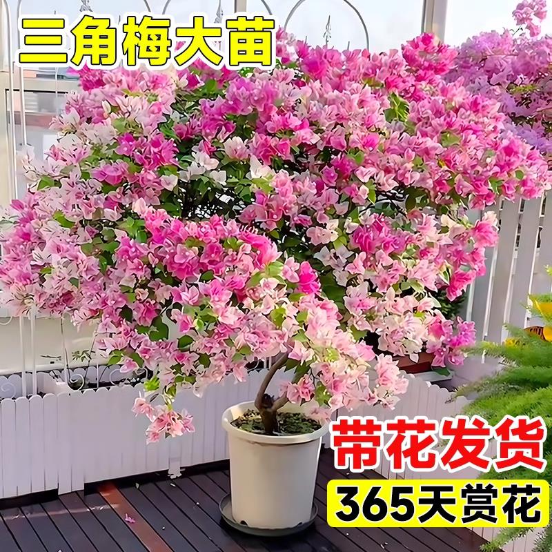 三角梅花树苗三角梅盆栽带花垂丝老桩特大苗阳台爬藤重瓣多季开花