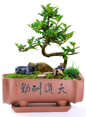 紫砂花盆陶瓷附石盆景提根六月雪小盆栽造型微盆景清仓多肉带托盘