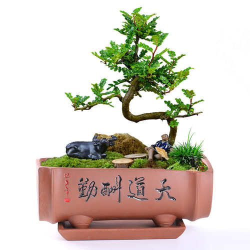 紫砂花盆陶瓷附石盆景提根六月雪小盆栽造型微盆景清仓多肉带托盘