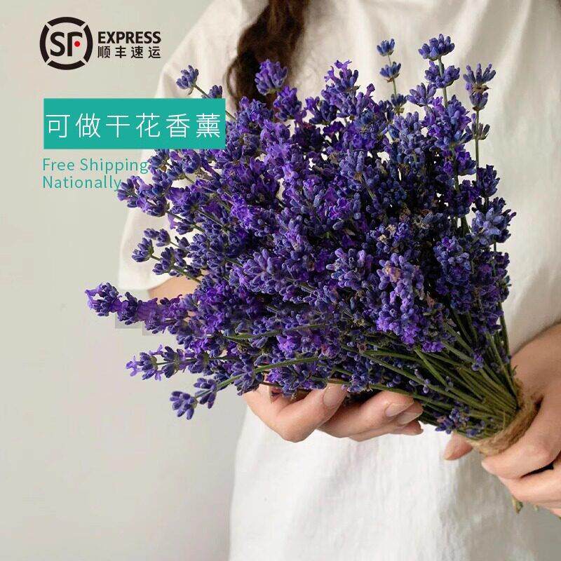 新鲜薰衣草鲜花云南直发真花水培室内插花家用鲜切花干花晚香玉