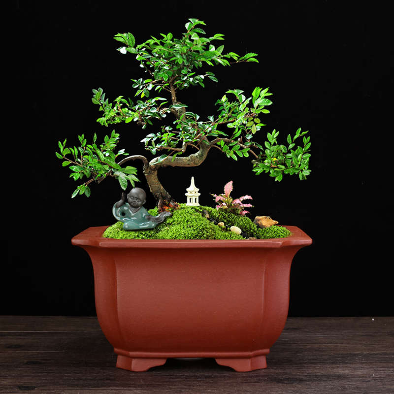 紫砂兰花盆精品大号四方客厅古典高档盆景盆榕树蝴蝶兰君子兰专