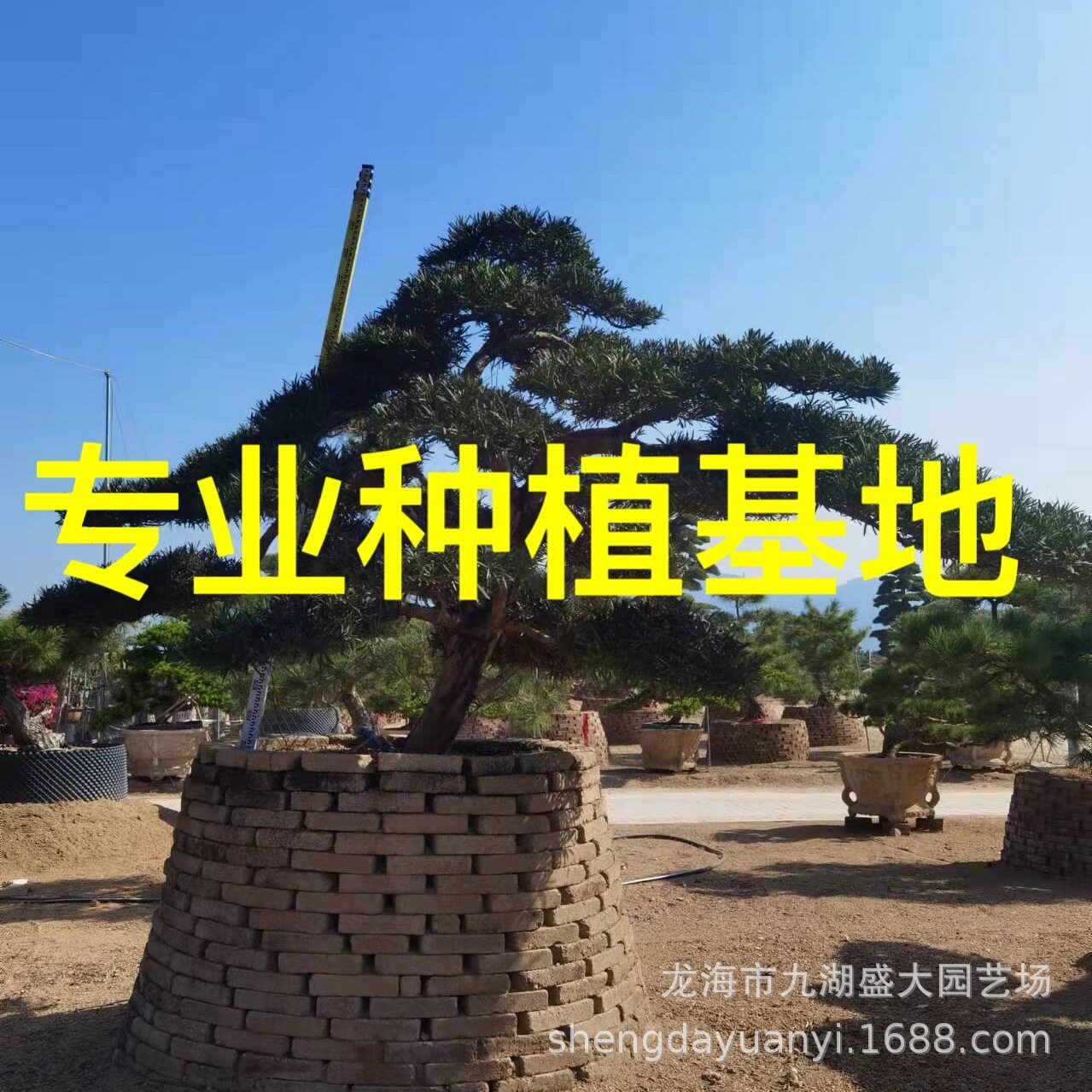 异型迎客松 斜飘临水国产造型罗汉松盆景 日本罗汉松大树价格