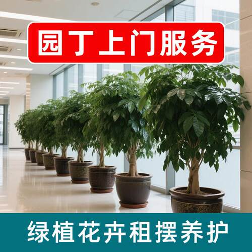 北京上门养花商场大型绿植租赁发财树龟背竹植物花卉盆栽花箱养护