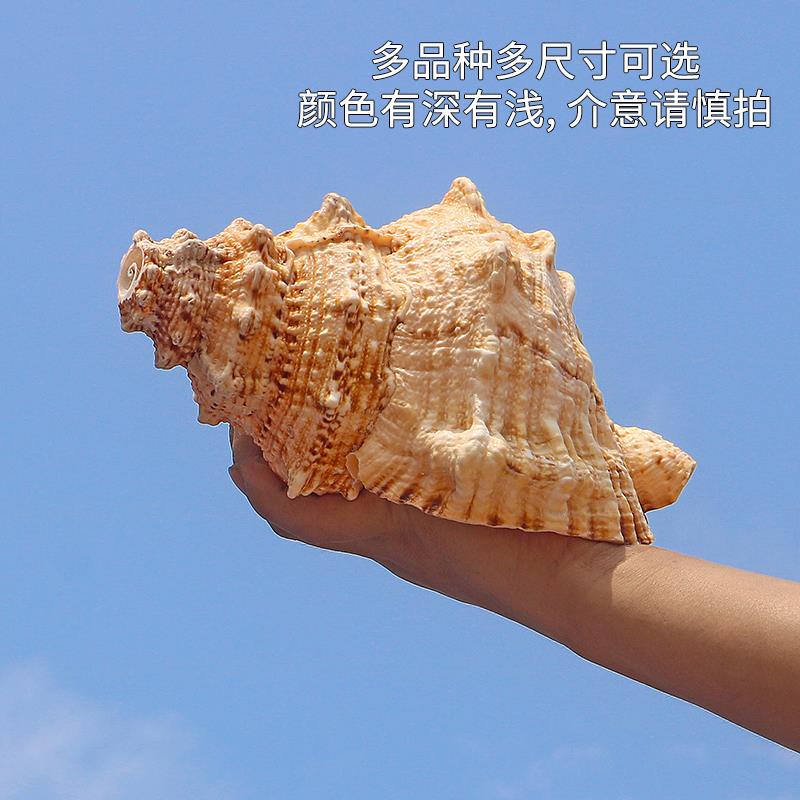 天然海螺贝壳蛙螺鱼缸造景摆件收藏螺号可吹响特大号角