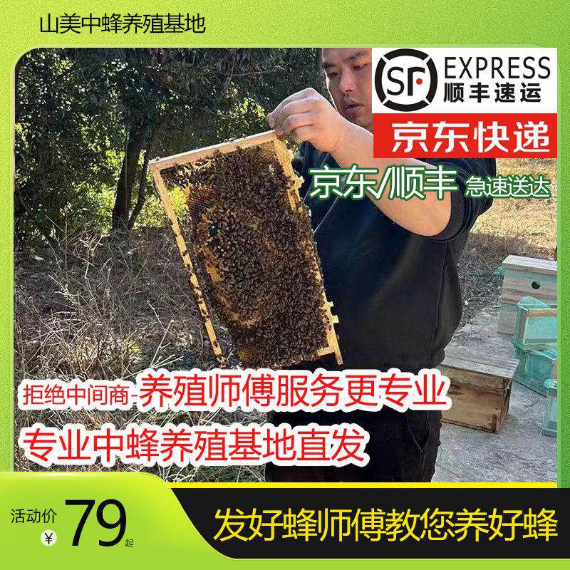 包邮蜜蜂中蜂蜂群中蜂中华蜂养殖带箱带新开 产蜂王带子脾蜜蜂活