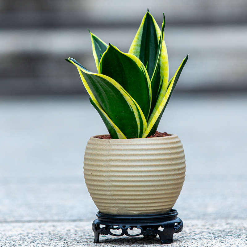 荷花虎皮兰盆栽虎尾兰植物花卉适合室内办公室电脑桌面绿植小盆景