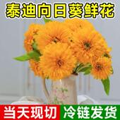 泰迪向日葵鲜花玩具熊花束花卉水养插花新鲜大花鲜切云南基地直发