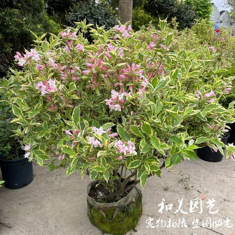 粉花锦带盆景紫叶锦 五彩锦带 红王子锦带大苗 多年生灌木花卉