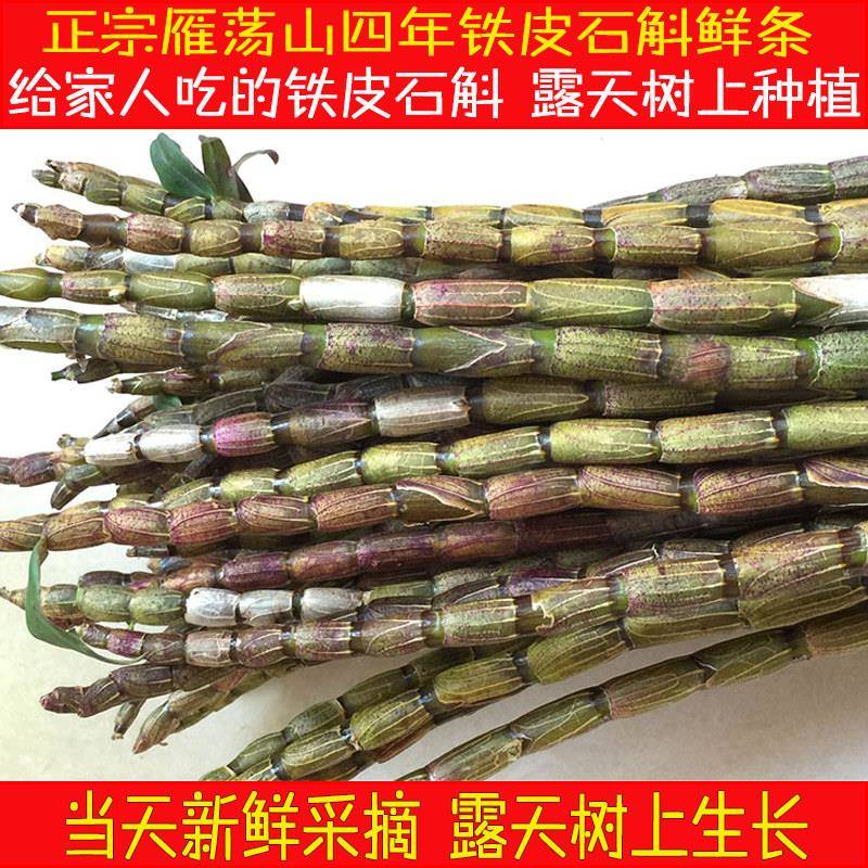乐清雁荡山新鲜铁皮石斛鲜条石斛500g四年非霍山云南铁皮石斛枫斗