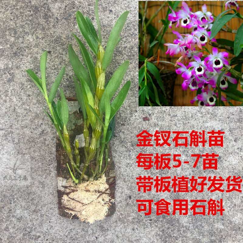 贵州赤水金钗石斛苗盆栽景霍山铁皮石斛大丛新鲜花卉绿植室内包邮