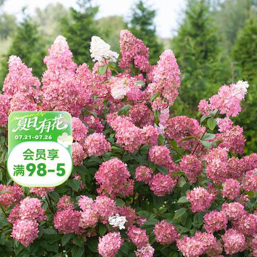海蒂的花园圆锥绣球夏日美人木本植物大花庭院露台花卉盆栽花苗