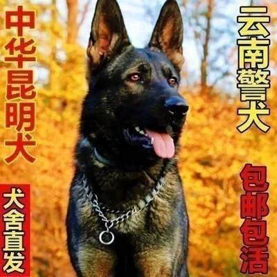 活物昆明犬晴帆易居大型犬