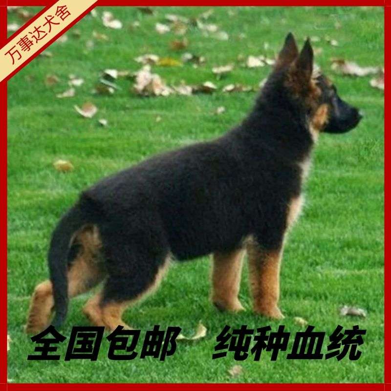 大型犬崽牧幼牧羊犬狗狗背幼犬纯种宠物德弓背幼犬狼狗警犬黑德国